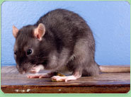 rat control Garforth